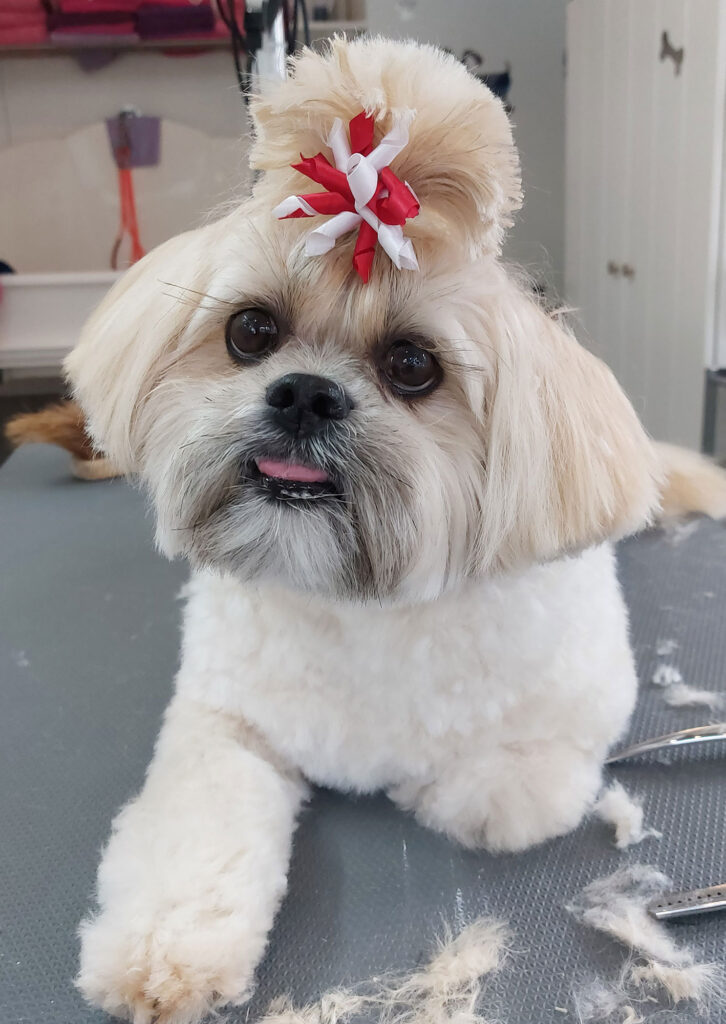 lhasa apso